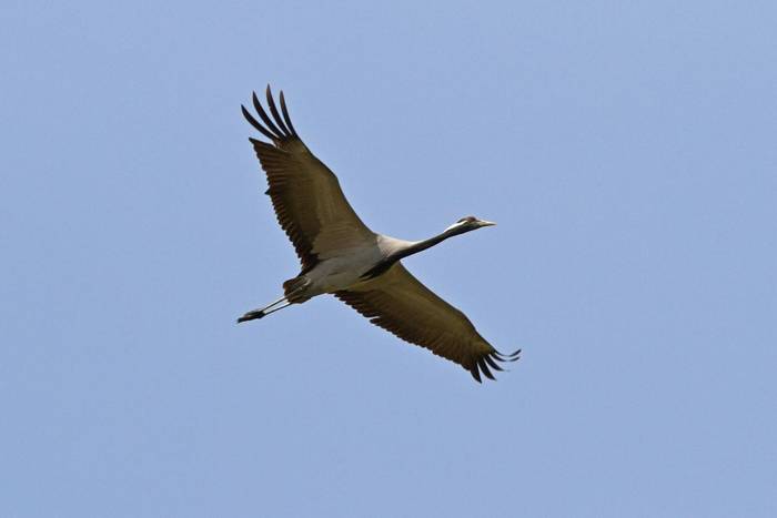 Demoiselle Crane © Alan Curry