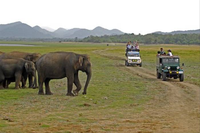 Asian Elephants, Minneriya National Park (Tom Mills)