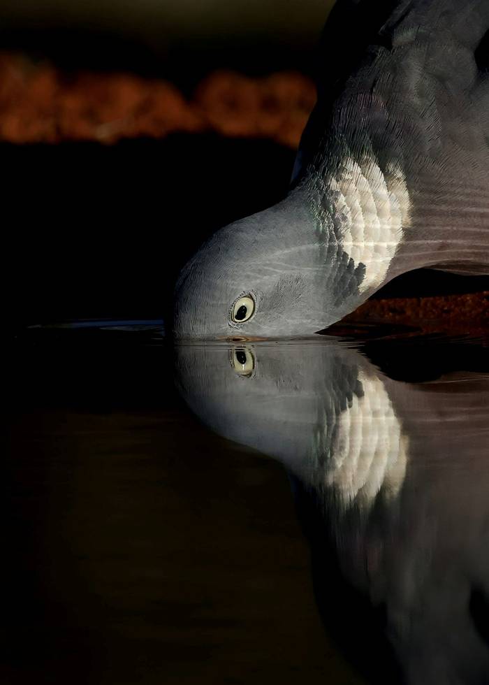 Common Wood Pigeon (David Jackson).jpg