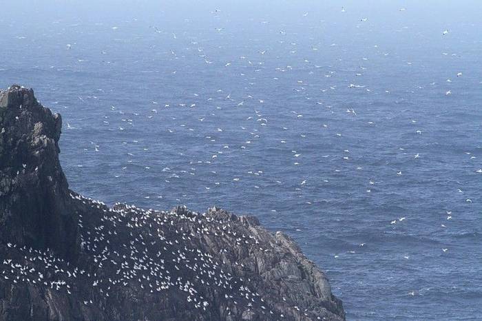Fair Isle - Gannetry (Ian Andrews).jpg