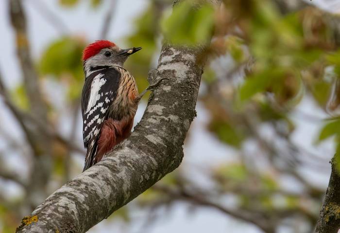 Middle Spotted Woodpecker © Chris Griffin, April 2025