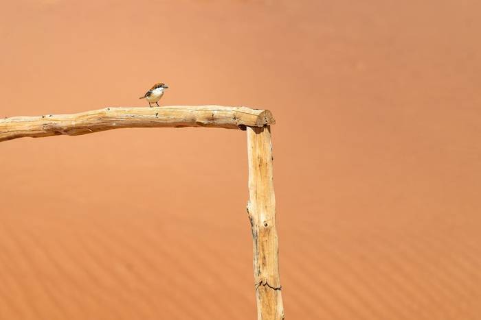 Woodchat Shrike © Adam Court, March 2026 tour