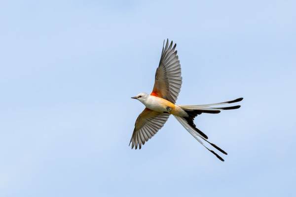 Scissor-tailed Flycatcher Image