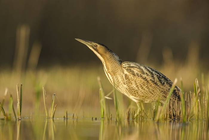 Bittern