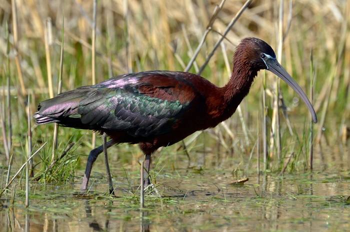 Glossy Ibis shutterstock_75583495.jpg