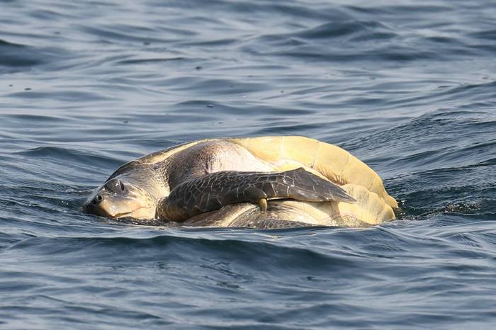 Loggerhead Turtles mating © Alleyn Plowright, Feb 2026 tour