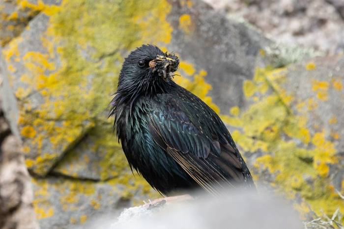 Starling, Fair Isle (Sara Frost).jpg