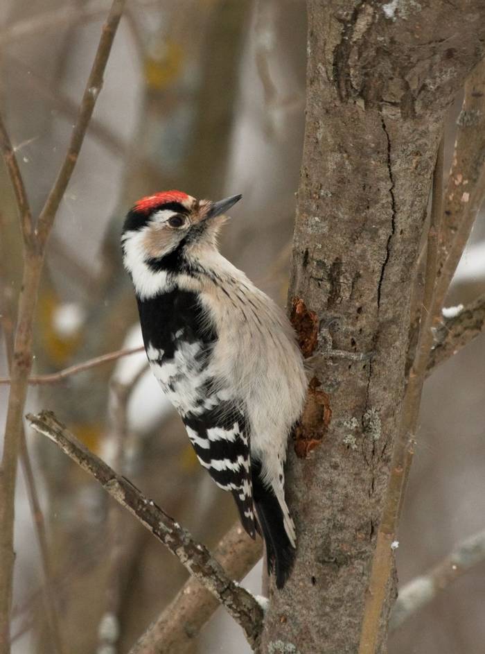 Lesser Spotted Woodpecker, Hungary shutterstock_113356894.jpg