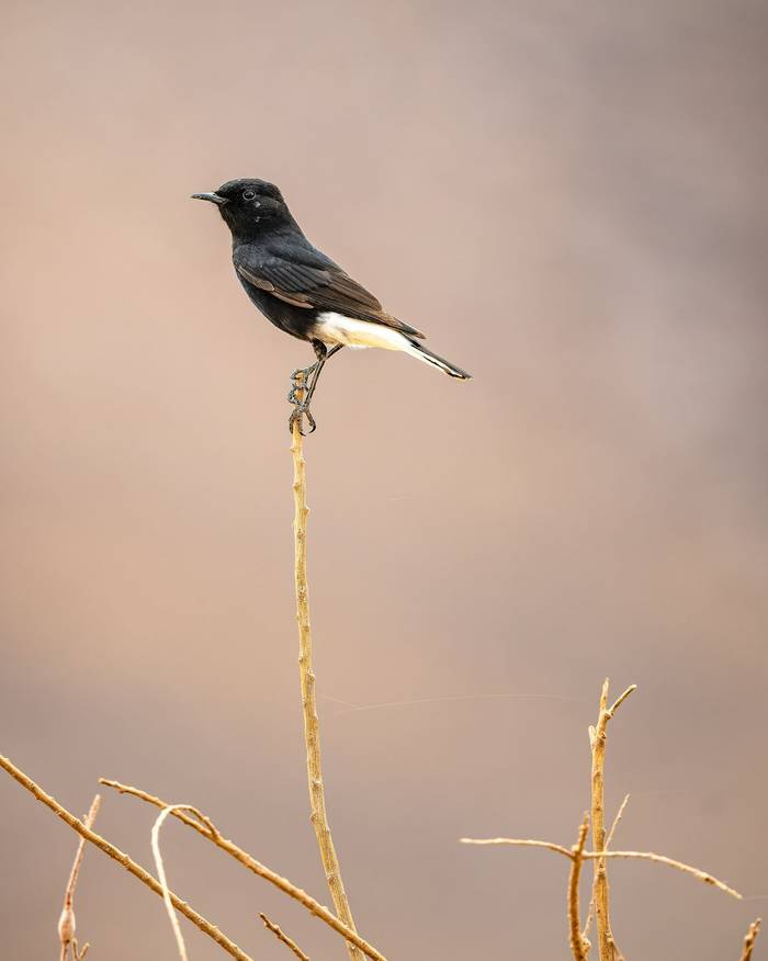 White-crowned Wheatear © Adam Court, March 2026 tour