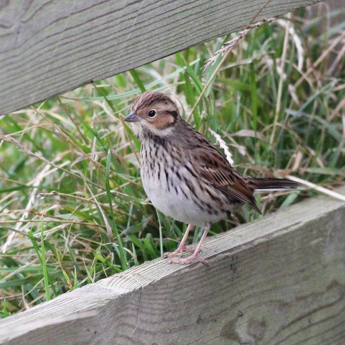 Fair Isle - Little Bunting (Ian Andrews).jpg