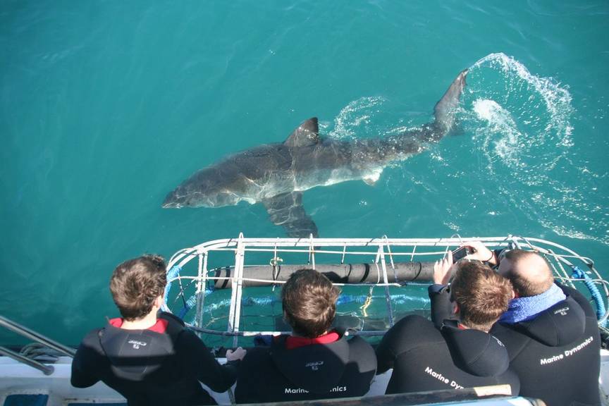 Wildlife projects with Great White Sharks