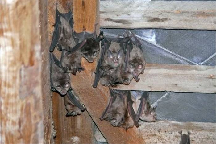 Roosting Greater Horshoe Bats (Roy Taylor)