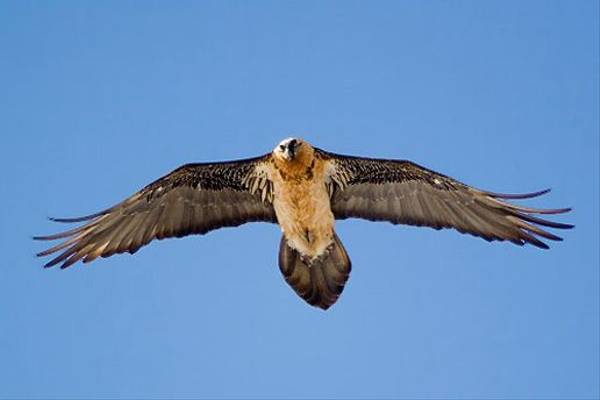 Bearded Vulture (Giorgo Darchiashvili)