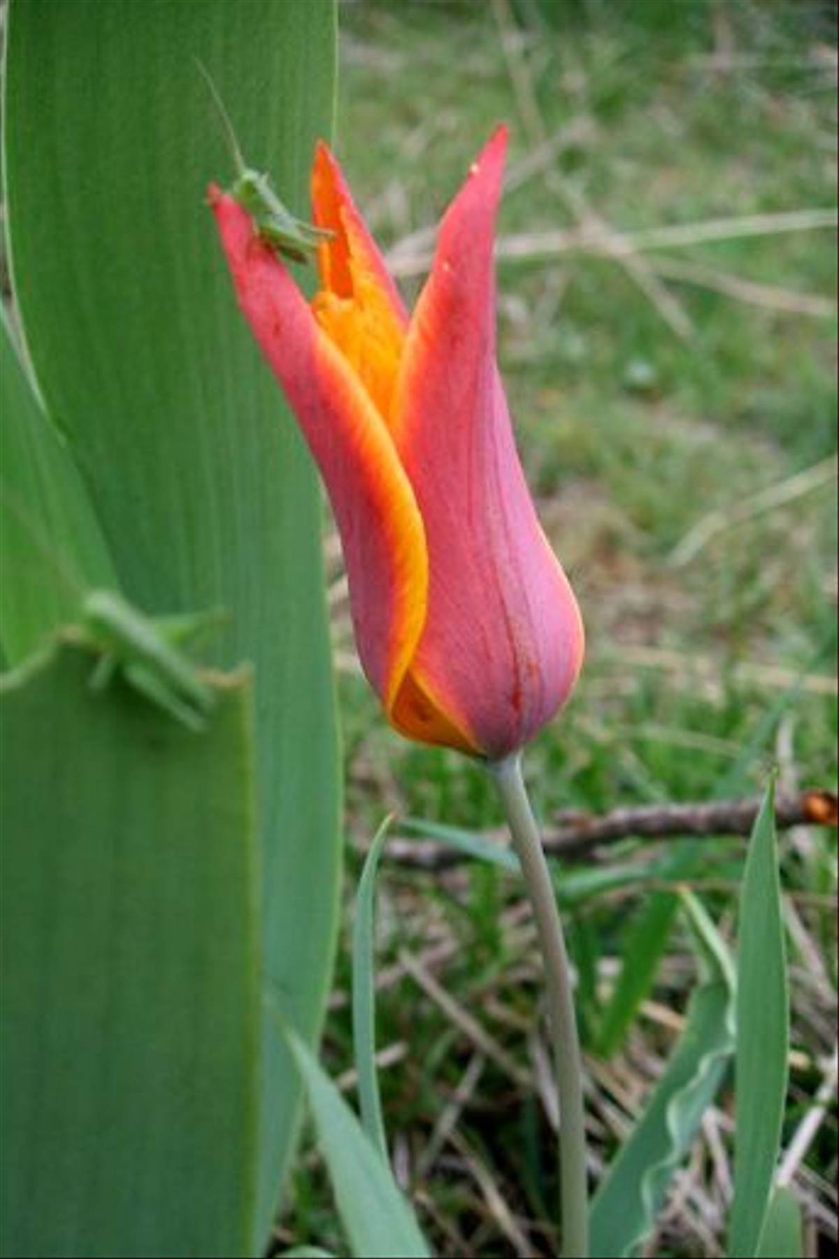 Tulipa ostrowskiana (John Shipton)