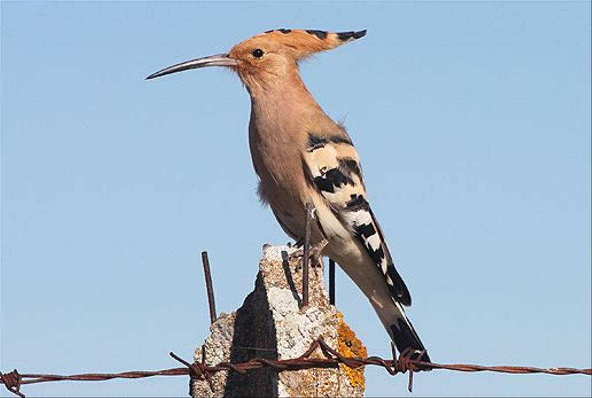 Hoopoe (Tom Mabbett)