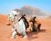 Camels take a rest in Wadi Rum red desert