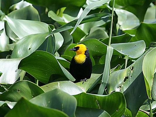 Yellow-hooded Blackbird (Peter Dunn)