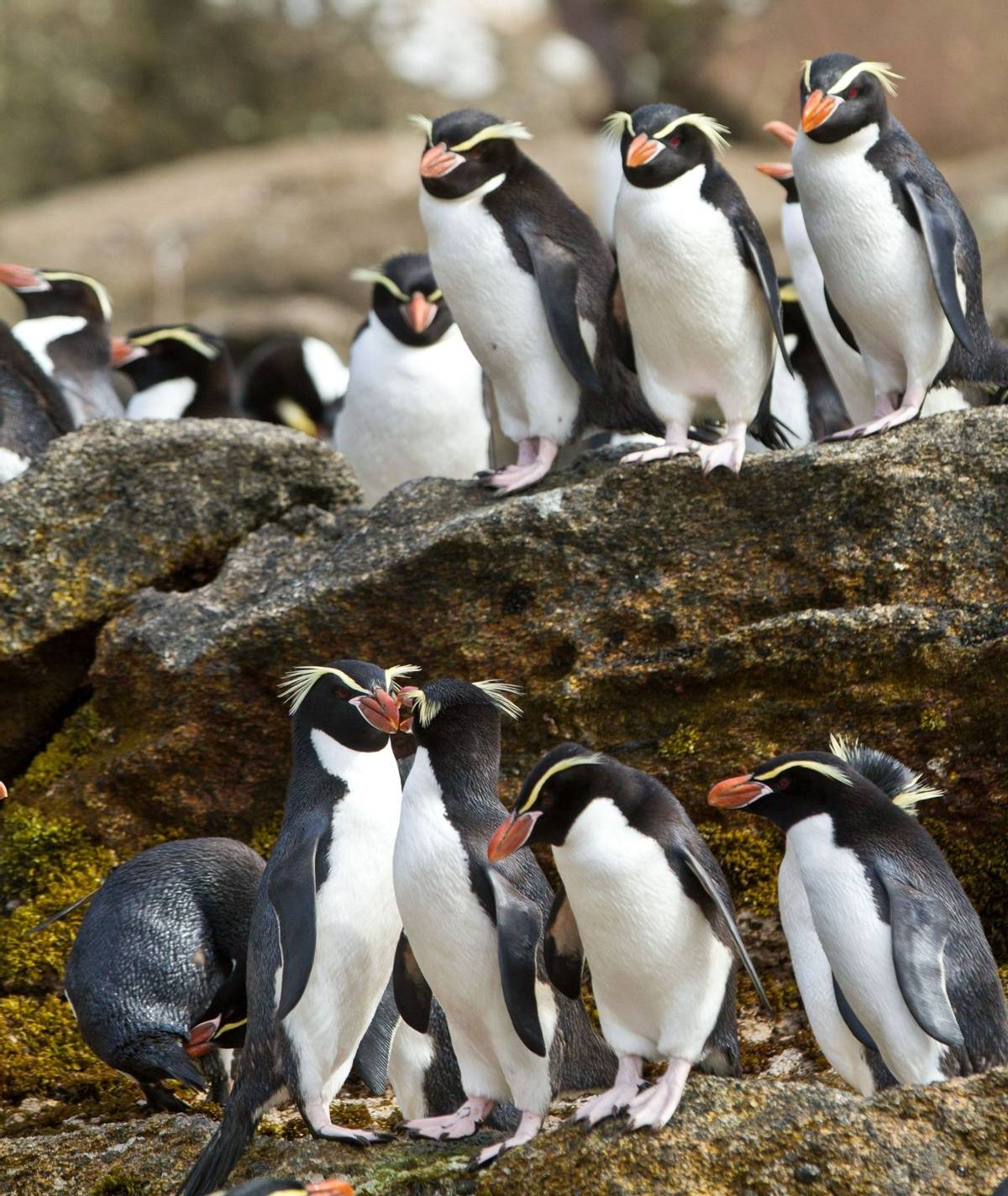 Snares Penguin Shutterstock 58534861