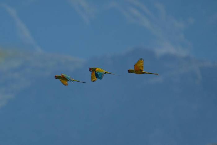 Red-fronted Macaw © Luis Panama, October 2025