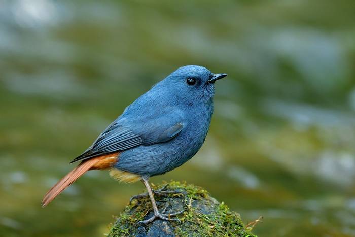 Plumbeous Redstart