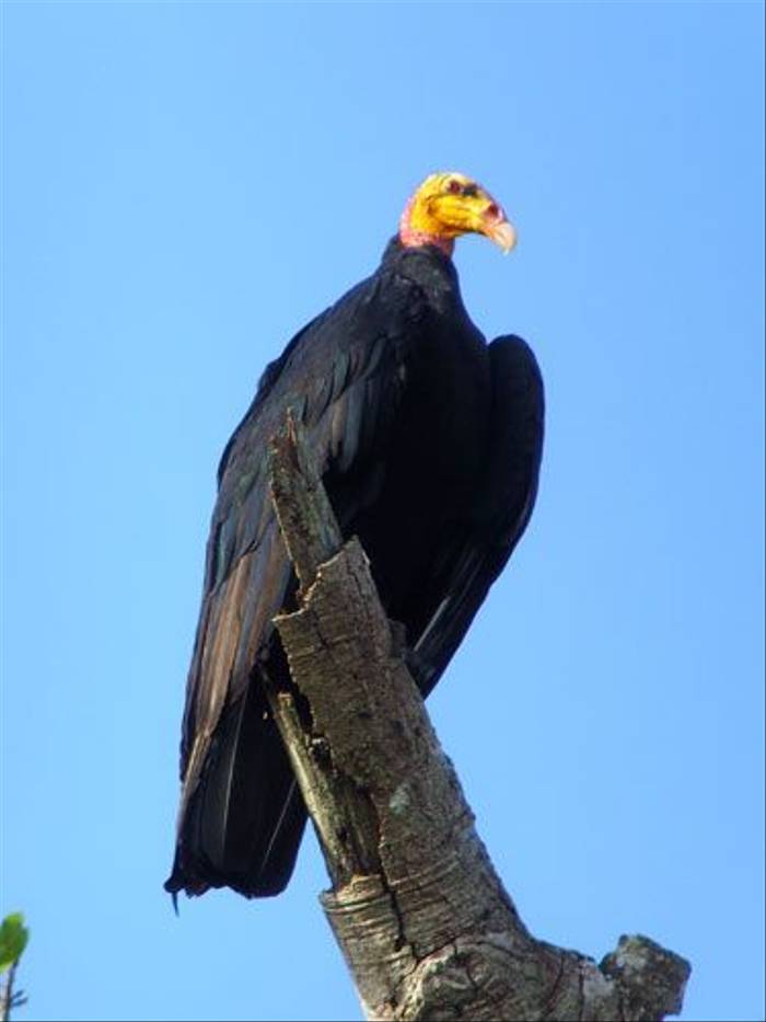 Greater Yellow-headed Vulture (Wendy Hoosen)