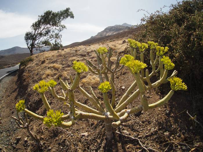cactus endemic to Gran Canaria shutterstock_1522996823.jpg