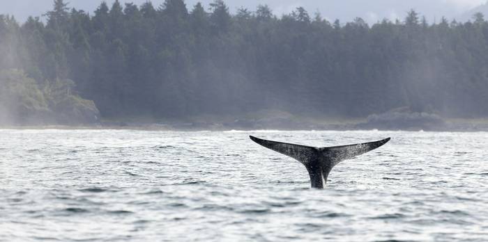 Grey Whale, Vancouver Island, Canada shutterstock_322761485.jpg