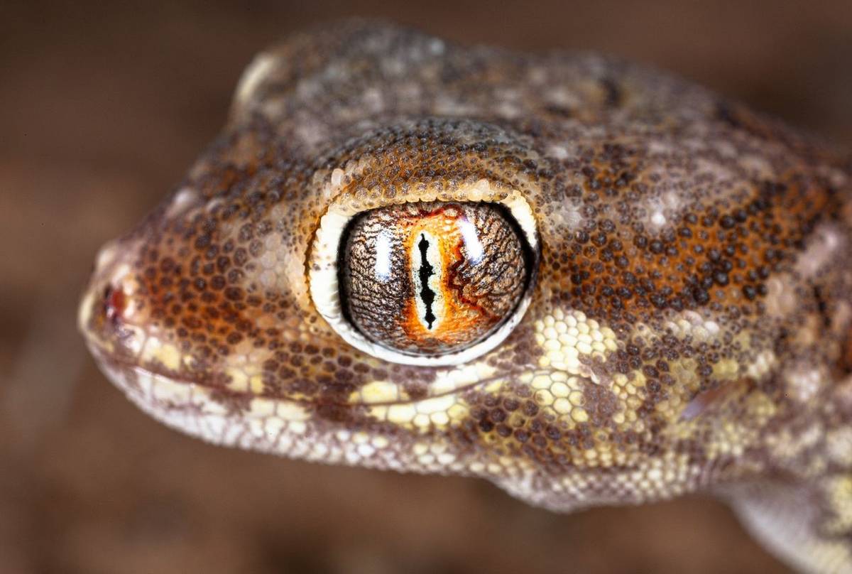 Northern Elegant Gecko (Stenodactylus mauritanicus) 'Reptiles & Amphibians of Morocco' © Dan Lay