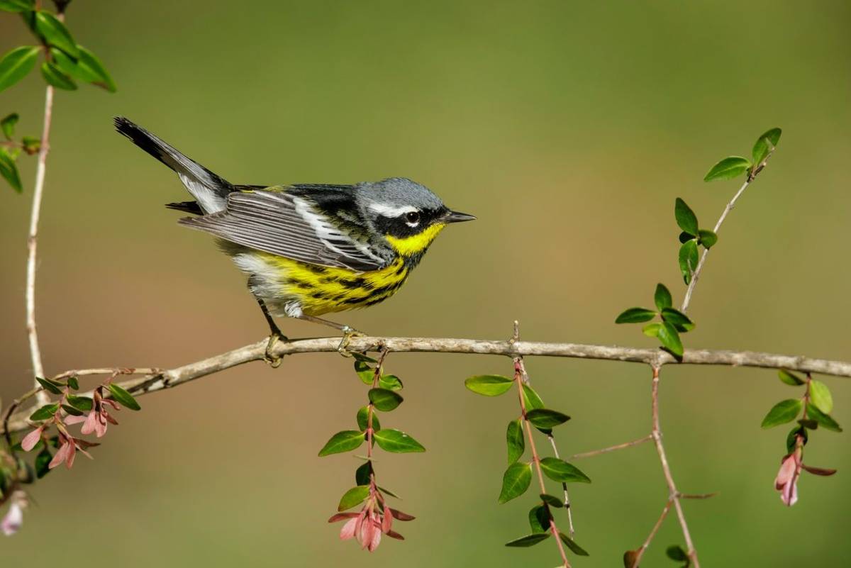 Birding the Eastern Seaboard