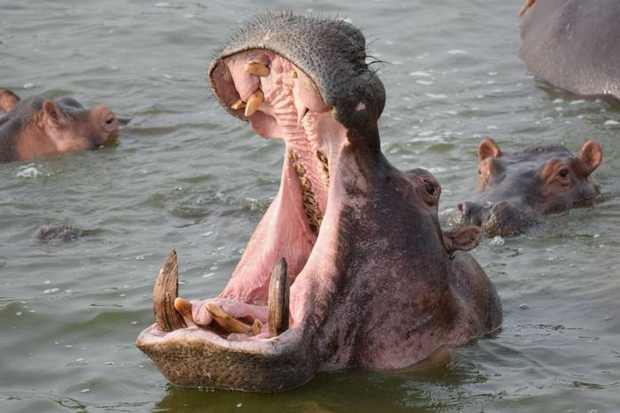 Hippo, uganda shutterstock_445991911.jpg