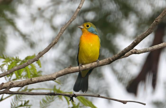Orange-breasted Bunting, Benedicto Grijalva.png