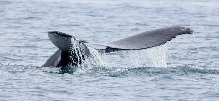 Humpback Whale (Dave Jackson)