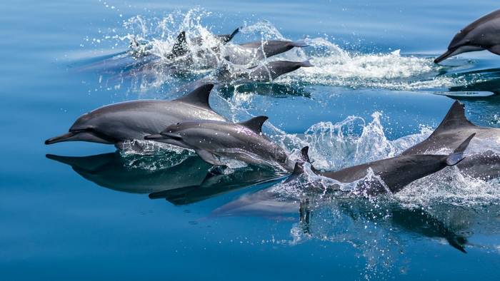 Spinner Dolphins, Raja Ampat, Indonesia shutterstock_515314846.jpg
