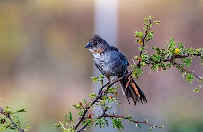 White-throated Towhee, Benedicto Grijalva.png