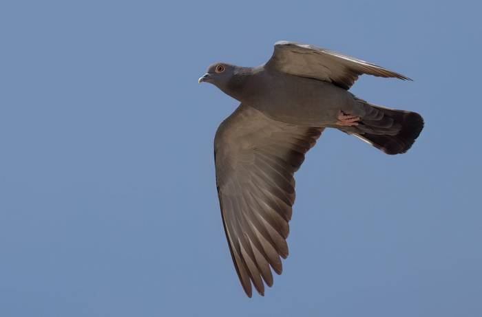 Yellow-eyed Pigeon © Chris Griffin, May 2025
