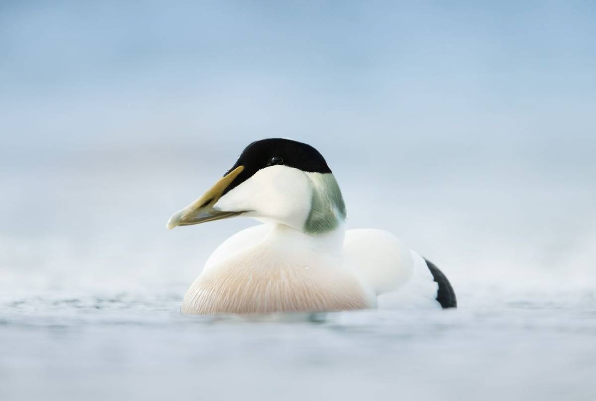 Eider, UK shutterstock_1076994869.jpg