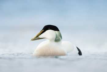 Eider, UK shutterstock_1076994869.jpg