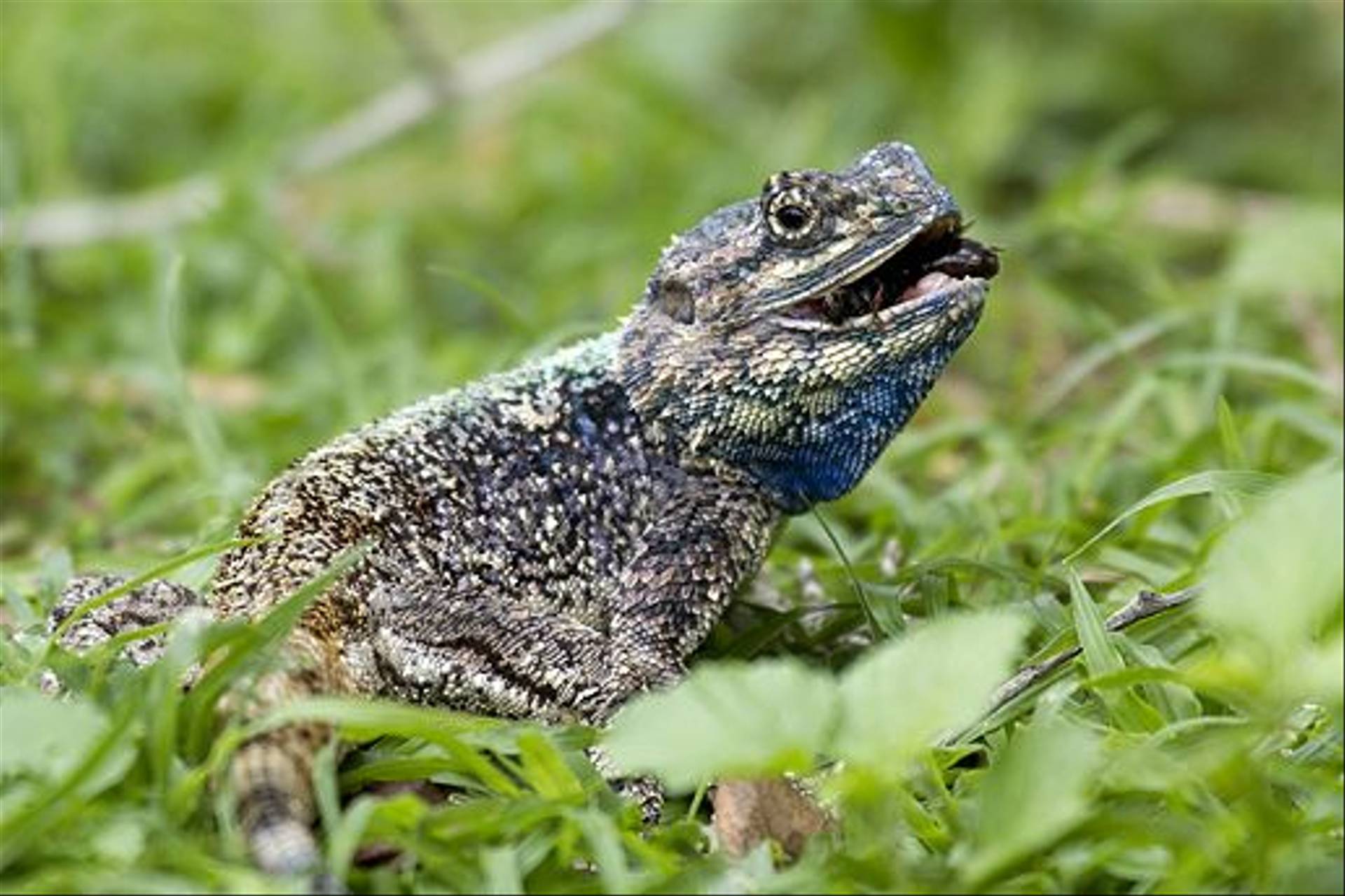 South Africa - Reptiles, Amphibians & other Wildlife - Naturetrek