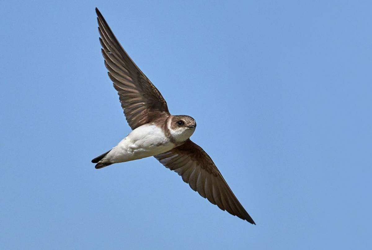 Sand Martin shutterstock_1845812686.jpg