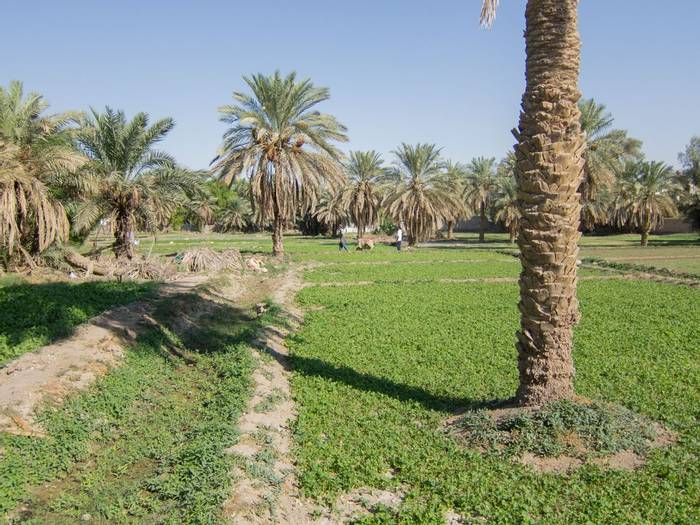 Jahra Farms © A AlSirhan