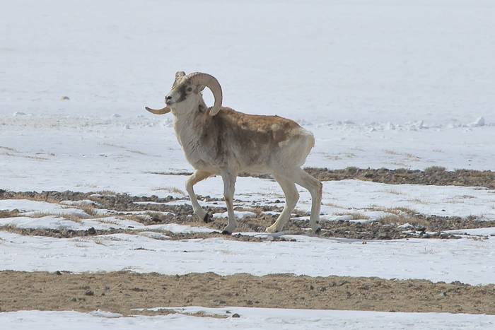 Marco Polo Argali © M. Valkenburg