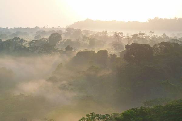 Rainforest, Costa Rica Shutterstock 1020688483