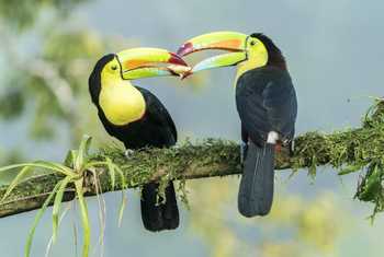 Keel-billed Toucan, Laguna de Lagarto, Costa Rica, 2 April 2022, KEVIN ELSBY FRPS.jpg