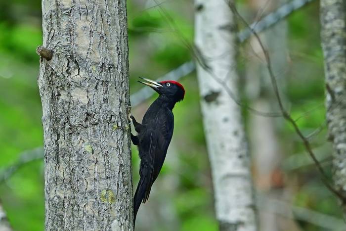 Black Woodpecker shutterstock_1493668178.jpg