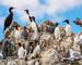 A colony of seabirds cling to the cliff face on Staple Island, in the breeding season