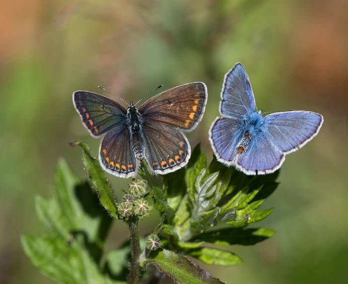Common Blues (female left, male right) © Valerie Walker