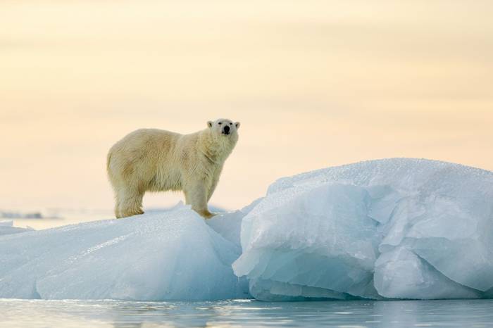 Polar Bear Shutterstock 165482282