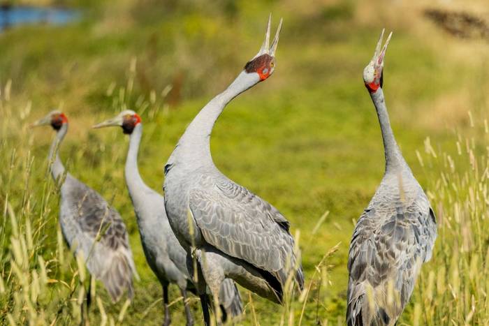 Brolga Crane