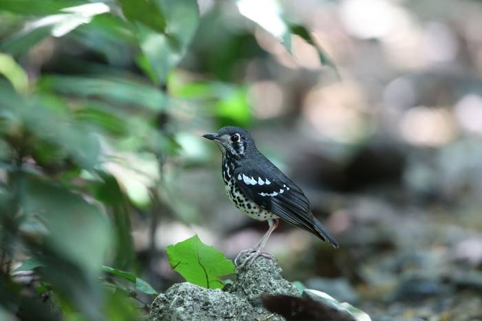 Ashy Thrush