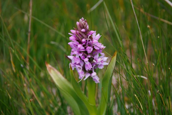 Urville's Marsh Orchid (Dactylorhiza urivelliana) © Giorgi Natsvlishvili, June 2025